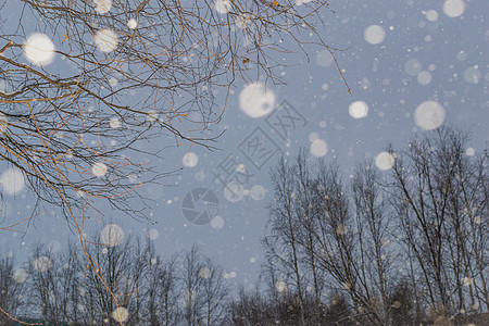 雪雪和树木框架节日窗户松树季节森林海报假期降雪雪花图片