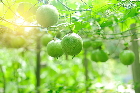 果树农业藤蔓食物叶子收成花园生长场地农场热带图片