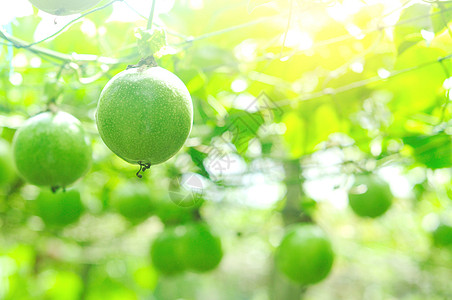 果树果汁收成场地生长农业植物农场食物热带藤蔓图片