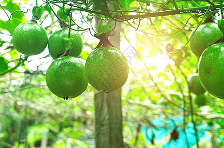 果树花园营养植物热带农业饮食叶子果汁收成食物图片