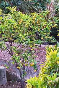 树上新鲜柠檬公园收成水果叶子生长农业果树果汁植物学植物图片