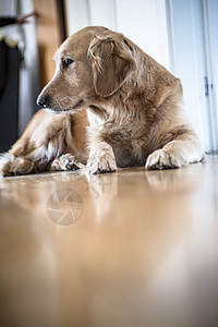 家养狗的金色追逐者肖像犬类朋友们友谊房间朋友房子地面金子宠物猎犬图片