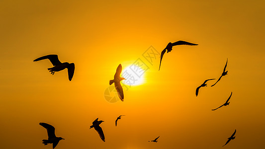 日落时 鸟儿在飞翔日出海洋季节动物自由航班天空橙子野生动物太阳图片
