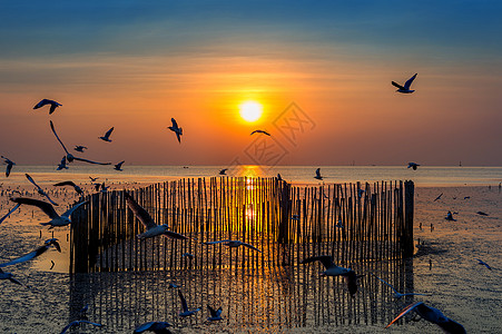 日落时 鸟儿在飞翔地平线翅膀橙子团体海鸥阳光航班移民日出天空图片