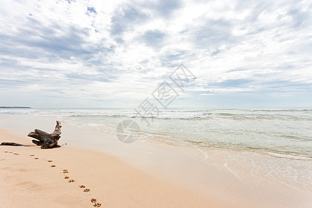 斯里兰卡 - 阿洪卡拉 - 海滩上的一个巨大的树桩图片