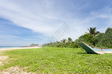 斯里兰卡 — Ahungalla — 海滩上巨大的花草地图片