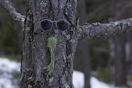 带眼镜和熊的树干荒野苔藓森林墙纸白色胡须木头树木棕色太阳镜图片