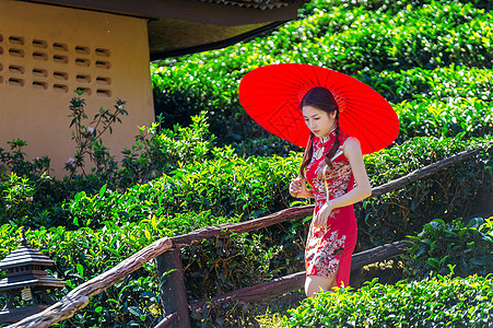 身着传统中国服装和绿茶田红伞的亚裔妇女牙齿叶子爬坡道收获女士文化采摘女性工人场地图片