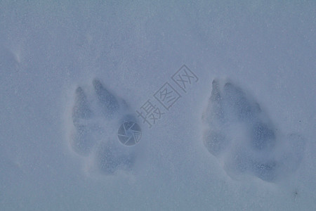 雪中犬轨图片
