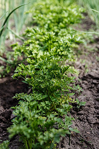 植物生长在地面近距离特写的卷尾鹦鹉场地草本植物宏观味道香料香菜食物卷曲生长芳香背景