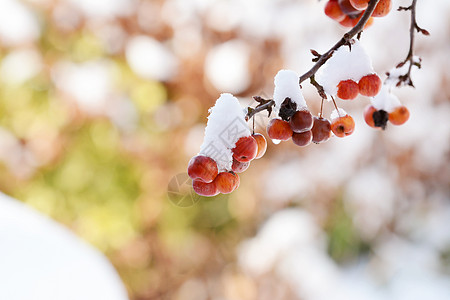 树枝上的红螃蟹苹果团团 覆盖着积雪图片