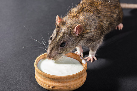 食肉动物灰鼠哺乳动物晶须尾巴耳朵眼睛老鼠食物鼻子工作室害虫图片