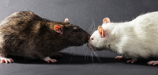 白白和灰大鼠鼻子科学家测试药品尾巴哺乳动物眼睛老鼠实验宠物图片