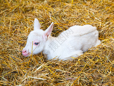 白山羊小孩躺在稻草上 年轻的农畜图片