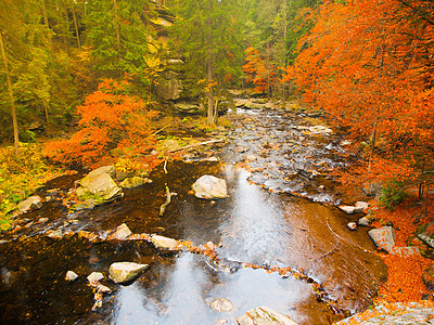 秋天时的小河 周围树多姿多彩图片