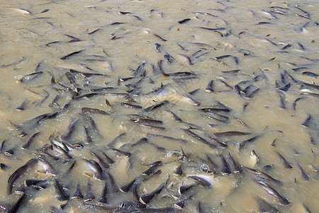 河里有很多鱼吃食物池塘寺庙生活动物热带野生动物农业海浪环境金子图片
