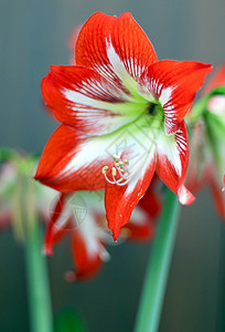 明亮红花季节热带植物群花瓣植物庆典植物学图片