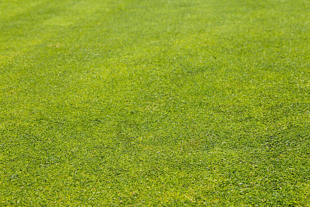 高尔夫球场绿草背景推杆生长植物环境院子高尔夫球绿色植物草地课程草皮图片