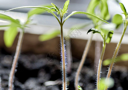 太阳照亮的番茄树苗芽 干叶上有可见的毛发发芽蔬菜种子农业生长季节播种生活土壤食物图片