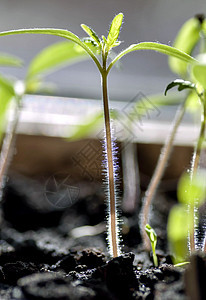 太阳照亮的番茄树苗芽 干叶上有可见的毛发豆芽土壤发芽生活蔬菜幼苗食物种子进步农业图片