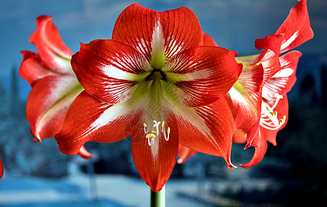 红色amarillis花 宏植被明信片热带园艺生物学植物花束宏观叶子灯泡图片