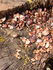 树上树桩上有破碎的栗子坚果贝壳 棕色排列美味植物群森林果实木头板栗种子水果树干植物图片