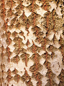 白杨分裂树干树皮纹理的特写森林裂缝木材皮肤艺术环境材料树木植物桦木图片