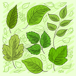 手绘树叶为您的设计手绘的绿叶集背景