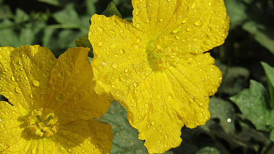 黄花水滴特写花瓣花朵活力黄色背景图片