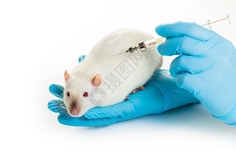 用医疗手套亲手注射白鼠喷针实验室科学注射器红眼测试哺乳动物老鼠研究员工人兽医图片