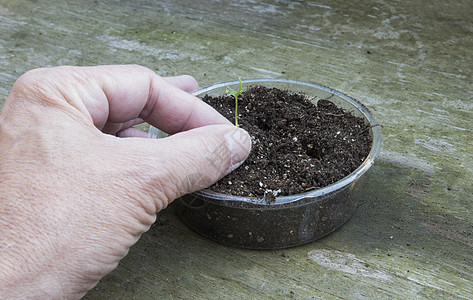 种植由种子长成的植物植物学小麦收成花园水果营养农场植物群粮食宏观图片