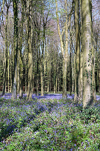 韦法姆木材的蓝铃花朵野花绿色荒野森林木头灯泡叶子植物天篷图片