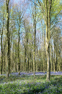 韦法姆木材的蓝铃森林野花树木林地叶子天篷灯泡植物绿色荒野图片