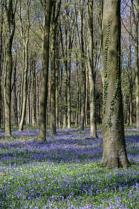 韦法姆木材的蓝铃野花花朵荒野木头绿色灯泡树木叶子森林林地图片