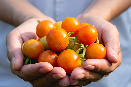 女性手握成熟和新鲜的有机番茄图片