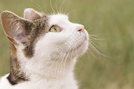 一只猫在仰望天空图片