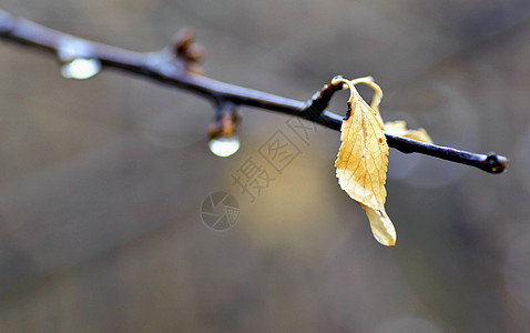 有雨滴的树枝上孤独的黄叶叶子宏观季节液体下雨悲哀自然光植物公园天气图片