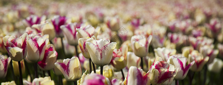 春天的郁金香 彩色的郁金香公园花园明信片妈妈美丽生长花束花店射线紫色图片