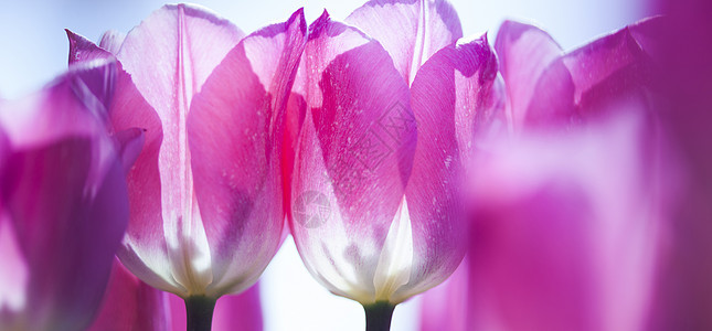 春天的郁金香 彩色的郁金香花园妈妈公园生长场地花束植物群阳光太阳花店图片