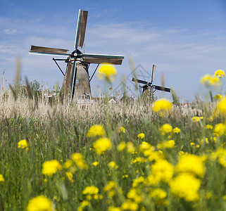 黄色风车老风车 内地的Kinderdijk场景农场农村文化技术遗产牧场植物乡村历史背景