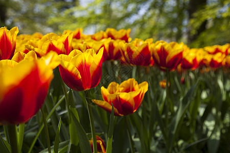 春天的郁金香 彩色的郁金香生长植物群花束妈妈阳光场地公园紫色明信片美丽图片