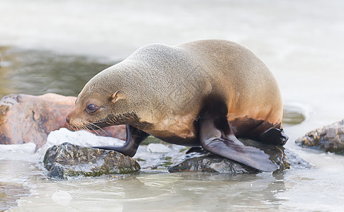 海狮在冰上吃东西海湾食肉海滩蓝色食物野生动物荒野乐趣动物哺乳动物图片