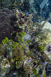 大珊瑚礁中的阿内酮图片