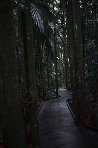 横穿黑暗雨林的木板行走森林植被植物群热带木头公园叶子丛林旅游生长图片