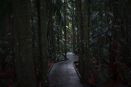 横穿黑暗雨林的木板行走树木丛林叶子热带植物群植被森林公园木头生长图片