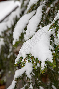 冬季阿尔卑斯山蓝色顶峰滑雪高山松树村庄雪堆木头晴天风景图片