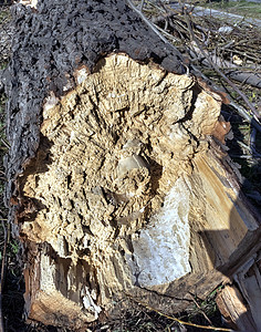 树干上的一棵破碎的树 断裂后的景色;图片