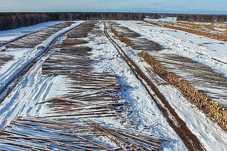 被砍伐的树木躺在开阔的天空下 俄罗斯的森林砍伐 西伯利亚森林的破坏 木材采伐商业环境工厂燃料腐败材料资源木工记录加工图片