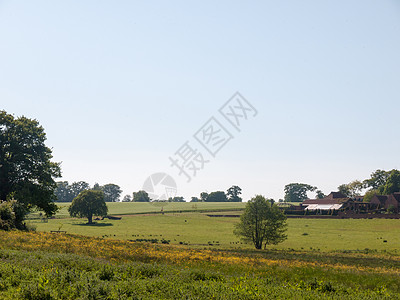 开阔的农田绿草茂盛的牧场风景背景土地晴天场地草地天空花粉天堂农场树木假期图片