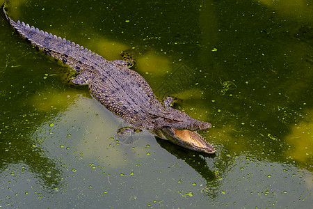 池塘里的饿鳄鱼旅行白色农场捕食者荒野野生动物皮革生活材料皮肤图片